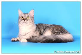Lady-Love Golden Family - мейн-кун