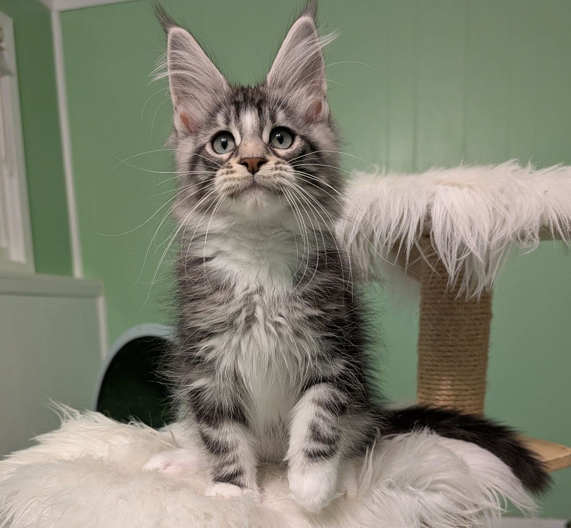 Boo Monterini - Kitten maine-coon 3 months