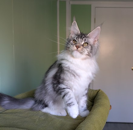 Bee Monterini - Kitten maine-coon 5 months 0.5 weeks