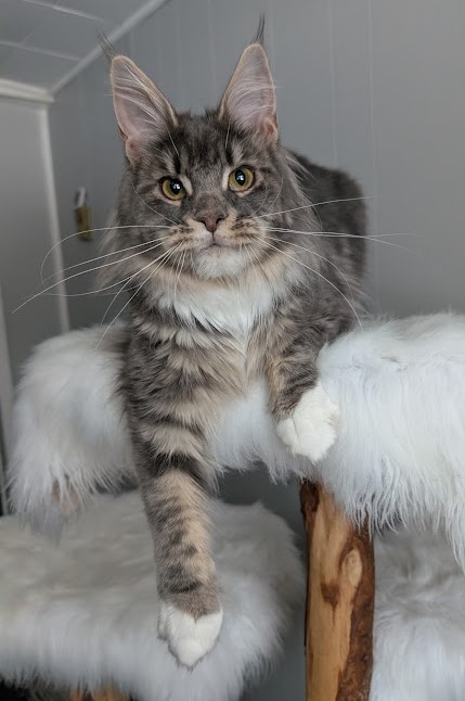 Benedicta Monterini - Junior maine-coon 7 months 3 weeks