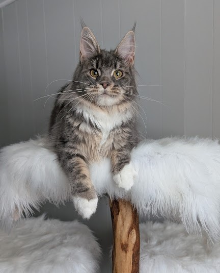 Benedicta Monterini - Junior maine-coon 7 months 3 weeks
