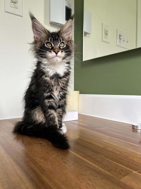 Dior Monterini - Kitten maine-coon 3 months