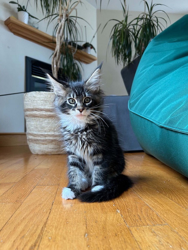Dior Monterini - Kitten maine-coon 3 months