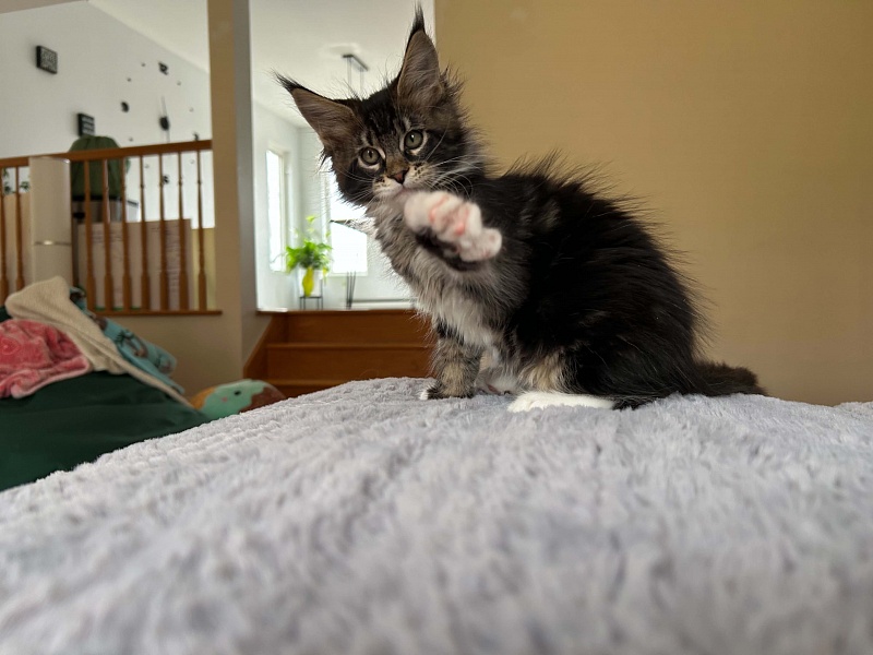 Dior Monterini - Kitten maine-coon 3 months