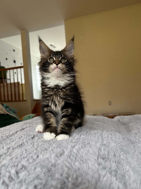 Dior Monterini - Kitten maine-coon 3 months
