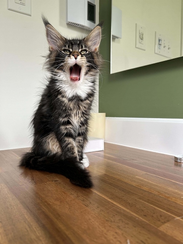 Dior Monterini - Kitten maine-coon 3 months