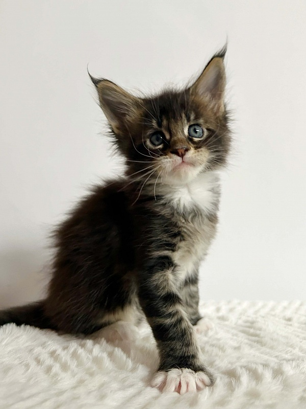 Dior Monterini - Kitten maine-coon 1 month 2 weeks