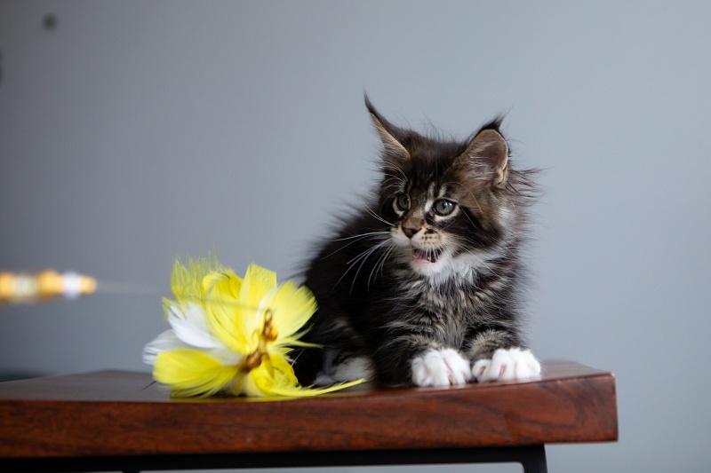 Dior Monterini - Kitten maine-coon 2 months 1 week