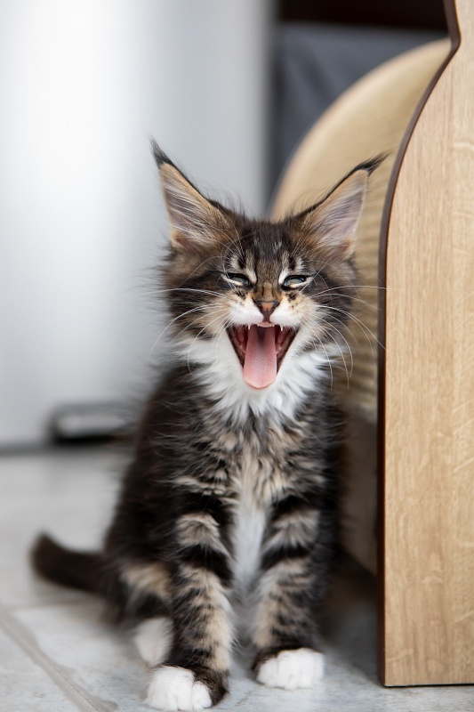 Dior Monterini - Kitten maine-coon 2 months 1 week