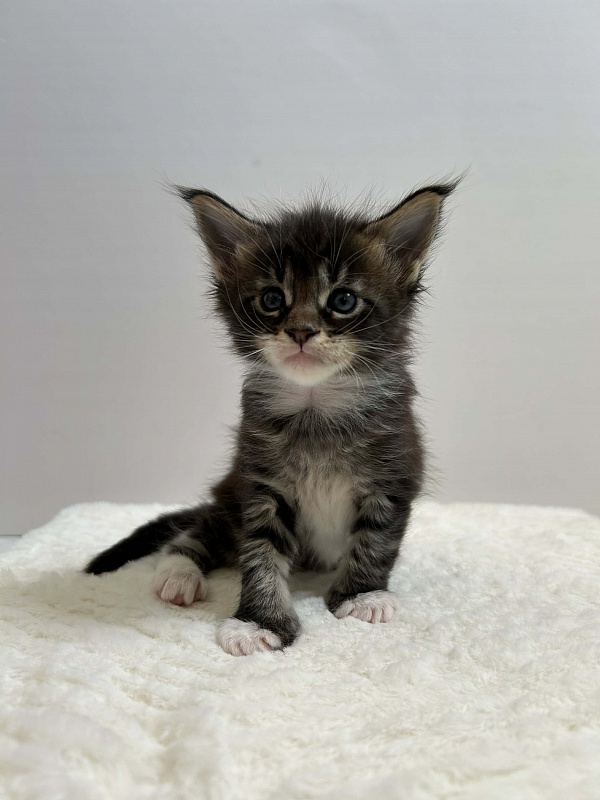 Dior Monterini - Kitten maine-coon 1 month 1 week