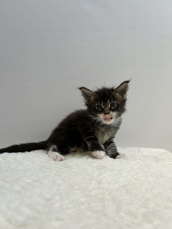 Dior Monterini - Kitten maine-coon 1 month 1 week