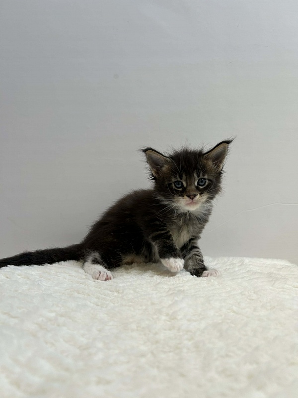 Dior Monterini - Kitten maine-coon 1 month 1 week