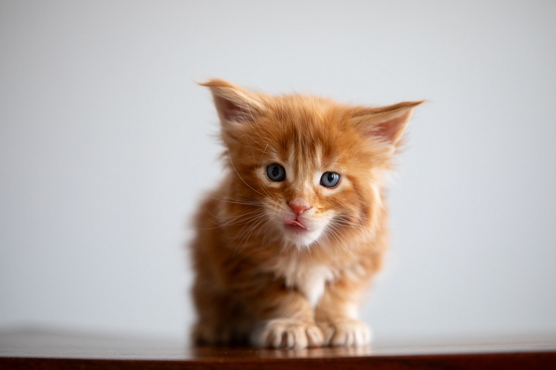 Einnie-the-Pooh Monterini - Kitten maine-coon 1 month 0.5 weeks