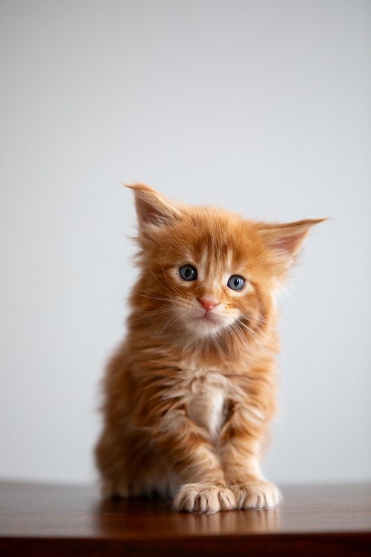 Einnie-the-Pooh Monterini - Kitten maine-coon 1 month 0.5 weeks