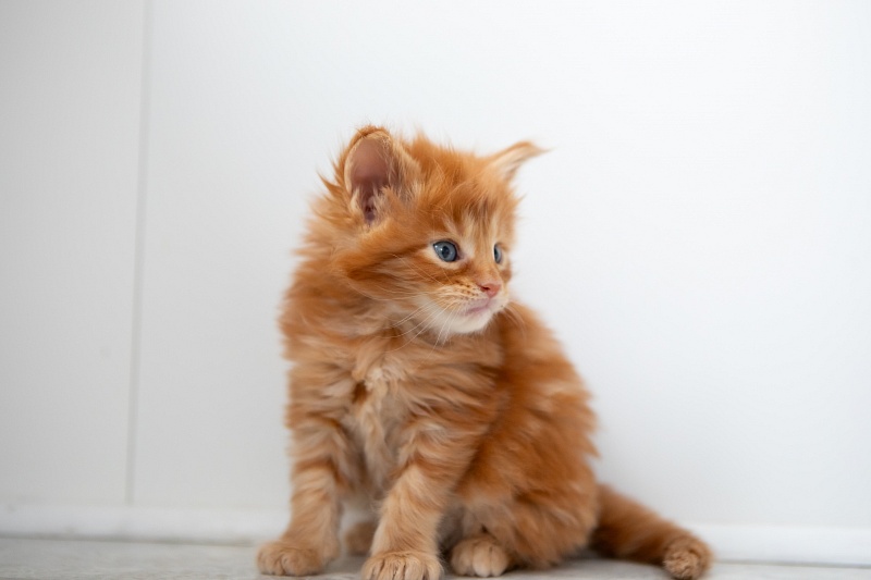 Eggo  Monterini - Kitten maine-coon 1 month 0.5 weeks