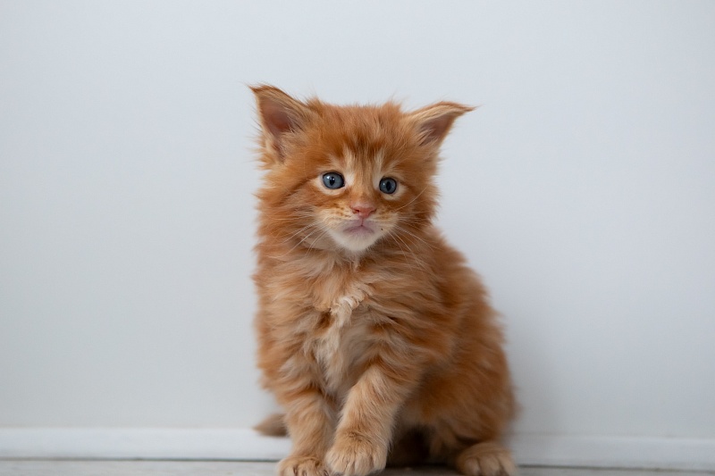 Eggo  Monterini - Kitten maine-coon 1 month 0.5 weeks