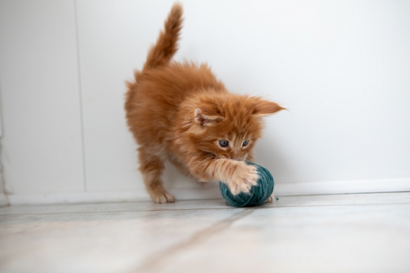 El Dorado Monterini - Kitten maine-coon 1 month 0.5 weeks