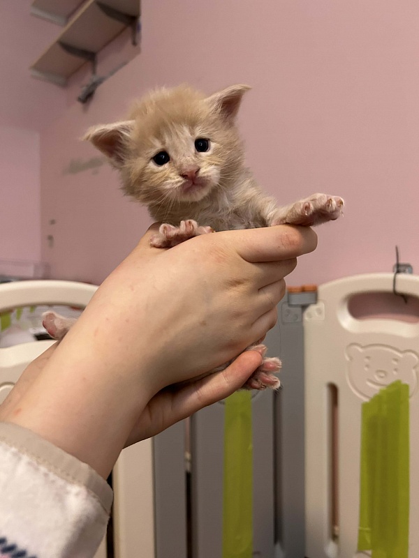 Eggnog Monterini - Kitten maine-coon 3.5 weeks