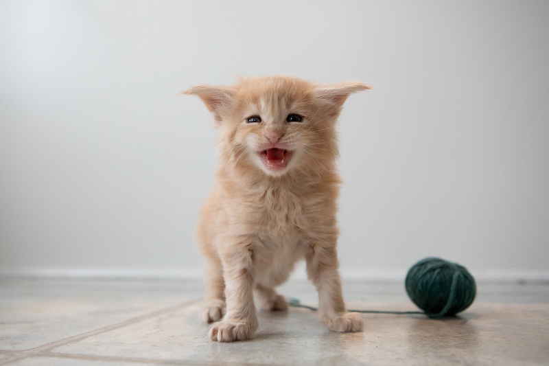 Eggnog Monterini - Kitten maine-coon 1 month 0.5 weeks