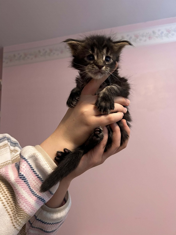 Espresso Monterini - Kitten maine-coon 3.5 weeks