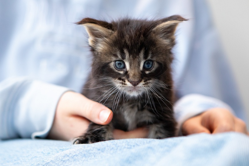 Espresso Monterini - Kitten maine-coon 1 month 0.5 weeks