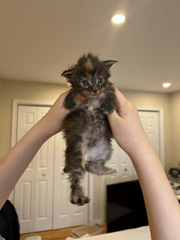 Essa Monterini - Kitten maine-coon 2.5 weeks
