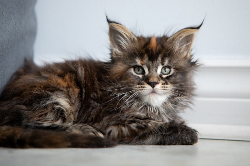 Essa Monterini - Kitten maine-coon 1 month 3.5 weeks