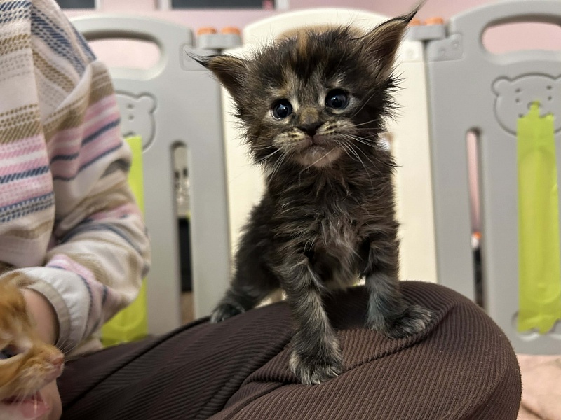 Essa Monterini - Kitten maine-coon 3.5 weeks