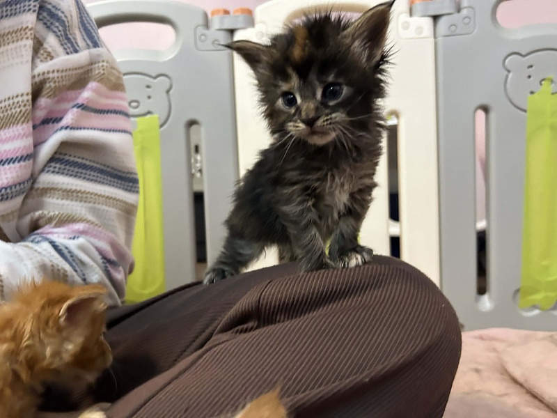 Essa Monterini - Kitten maine-coon 3.5 weeks