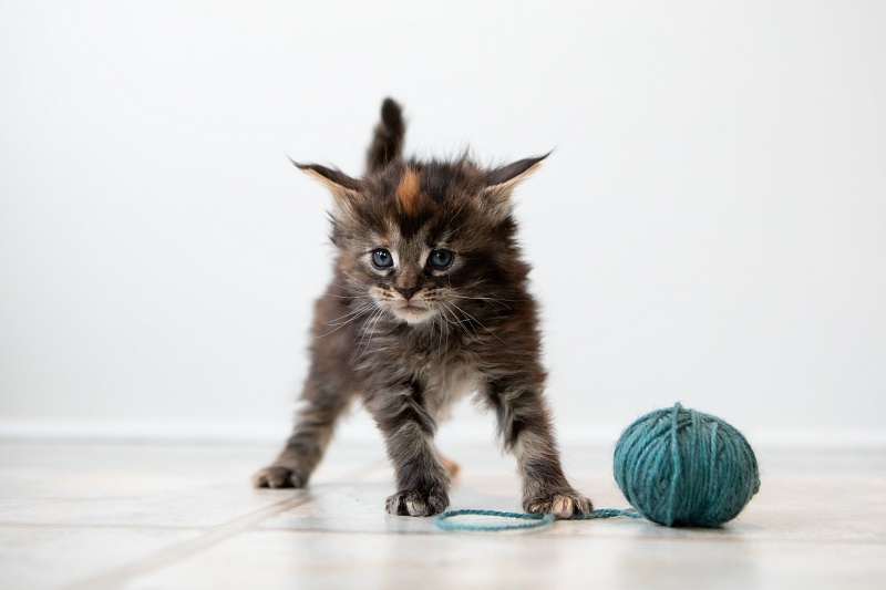 Essa Monterini - Kitten maine-coon 1 month 0.5 weeks
