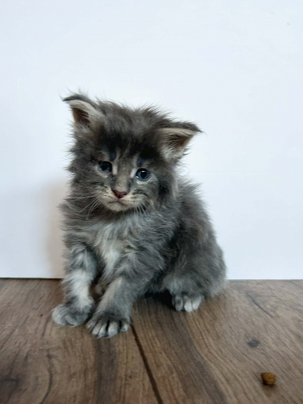 Electra  Monterini - Kitten maine-coon 3.5 weeks