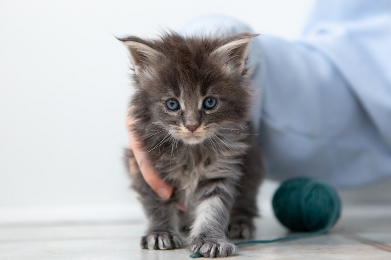 Electra  Monterini - Kitten maine-coon 1 month 0.5 weeks