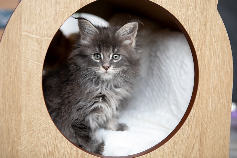 Euphoria Monterini - Kitten maine-coon 1 month 3.5 weeks