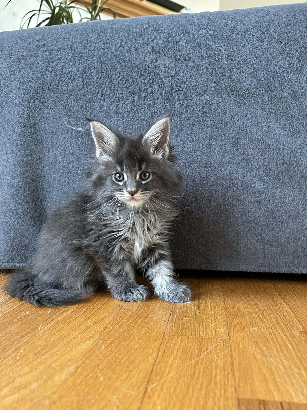 Euphoria Monterini - Kitten maine-coon 1 month 3.5 weeks