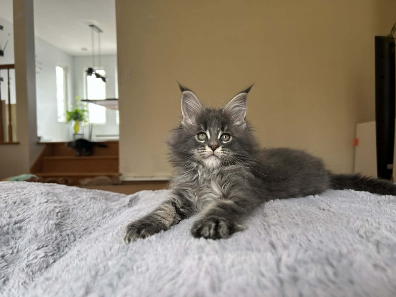 Euphoria Monterini - Kitten maine-coon 2 months 1 week