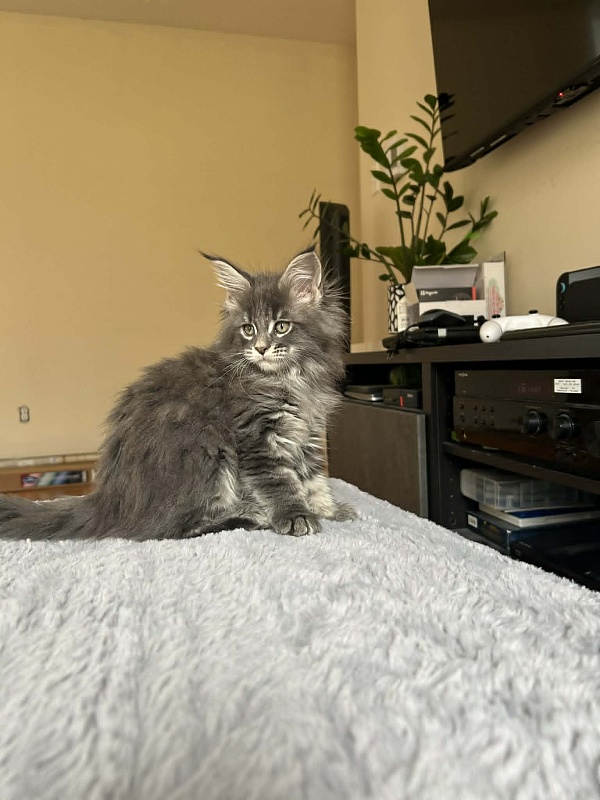 Euphoria Monterini - Kitten maine-coon 2 months 1 week