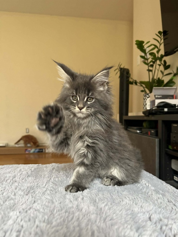 Euphoria Monterini - Kitten maine-coon 2 months 1 week