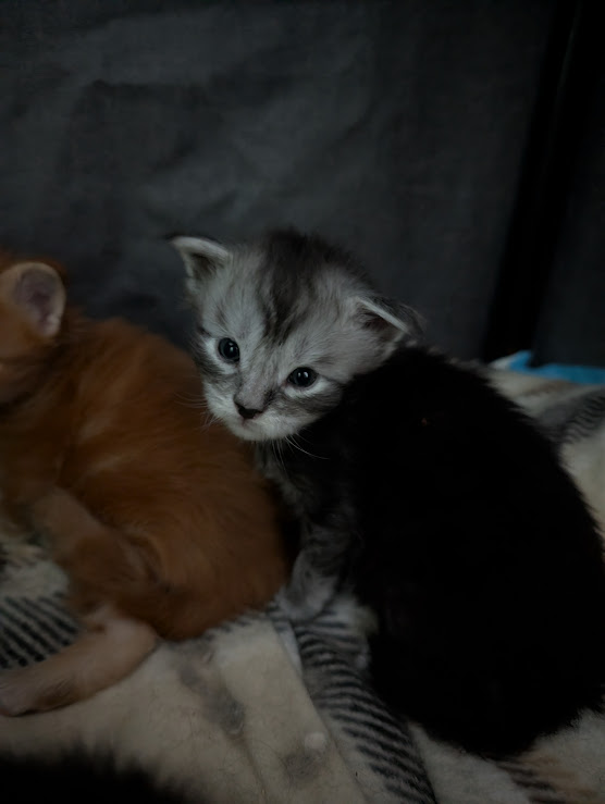 Flo-Flo Monterini - Kitten maine-coon 2.5 weeks