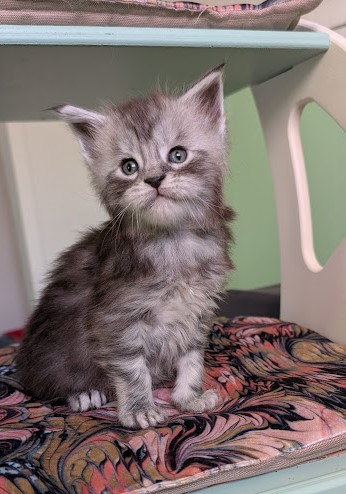 Flo-Flo Monterini - Kitten maine-coon 1 month