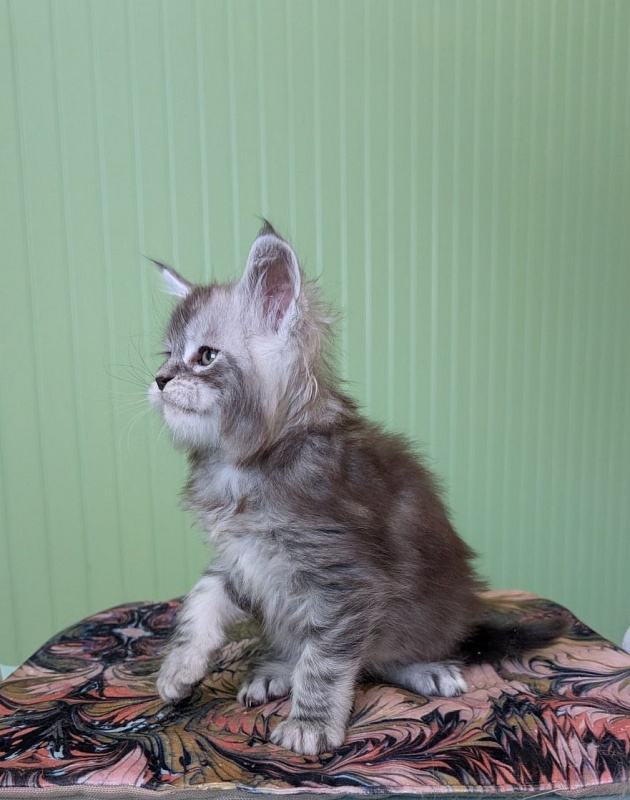 Flo-Flo Monterini - Kitten maine-coon 1 month 1.5 week
