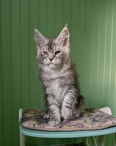 Flo-Flo Monterini - Kitten maine-coon 2 months 4 weeks
