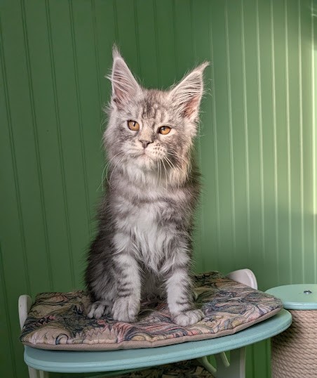 Flo-Flo Monterini - Kitten maine-coon 2 months 4 weeks