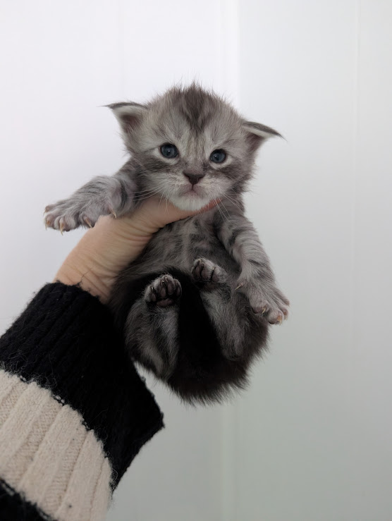 Flo-Flo Monterini - Kitten maine-coon 2.5 weeks