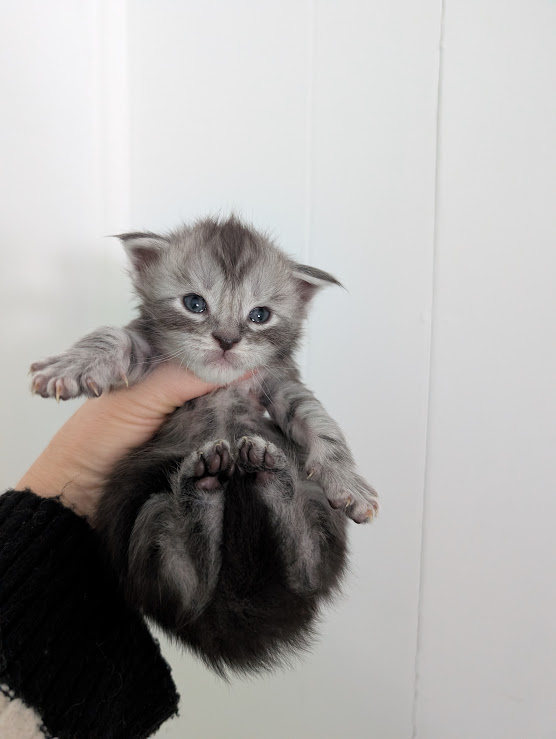 Flo-Flo Monterini - Kitten maine-coon 2.5 weeks