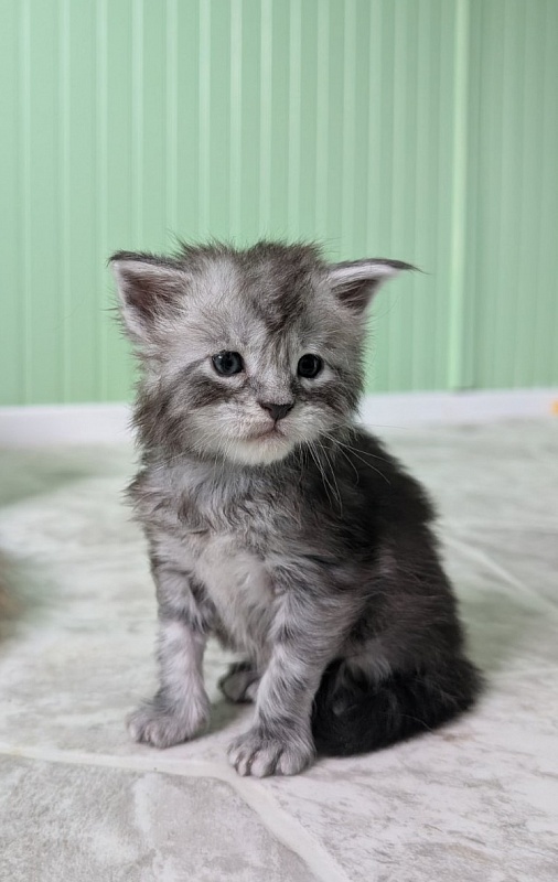 Flo-Flo Monterini - Kitten maine-coon 3 weeks