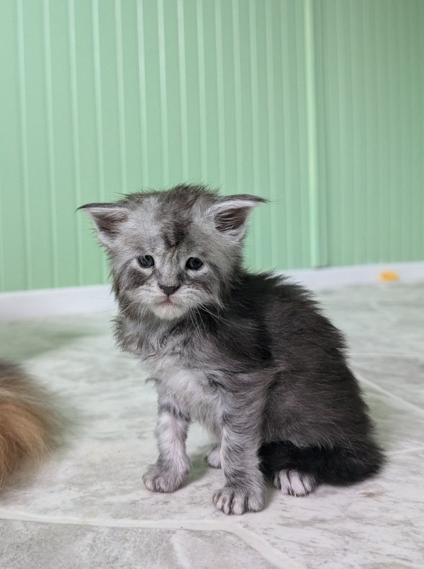 Flo-Flo Monterini - Kitten maine-coon 3 weeks
