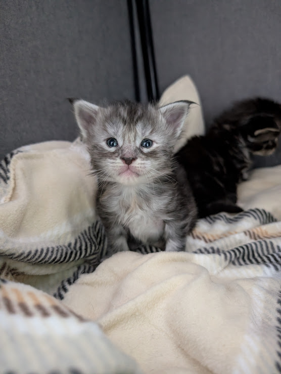 Fiammetta Monterini - Kitten maine-coon 2.5 weeks