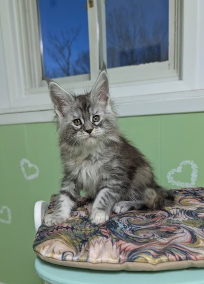 Fiammetta Monterini - Kitten maine-coon 1 month 3 weeks