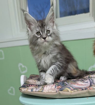 Fiammetta Monterini - Kitten maine-coon 1 month 3 weeks