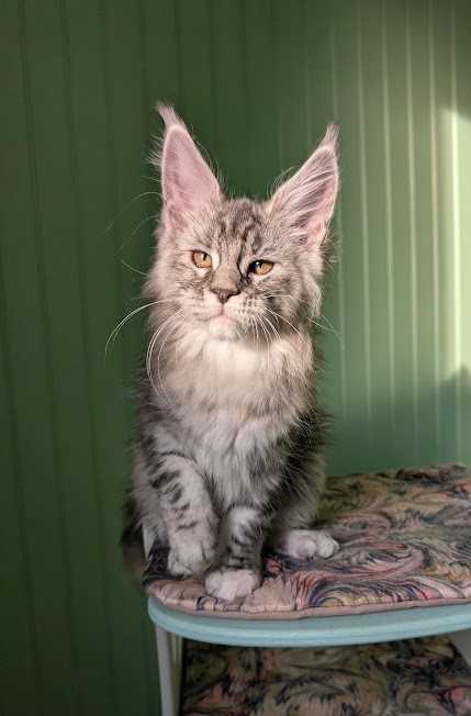 Fiammetta Monterini - Kitten maine-coon 2 months 4 weeks